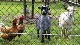 Agricultural Fence For Livestock