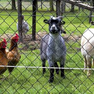 Agricultural Fence For Livestock