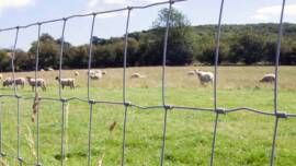 Hinge Joint Knot Field Fence For Agricultural